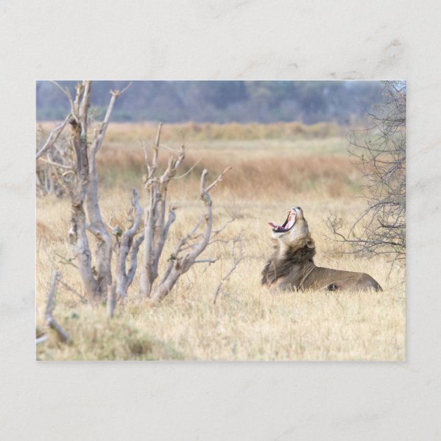 Yawning lion postcard (Front)