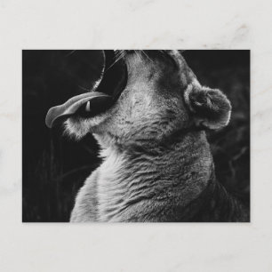 yawning lion postcard