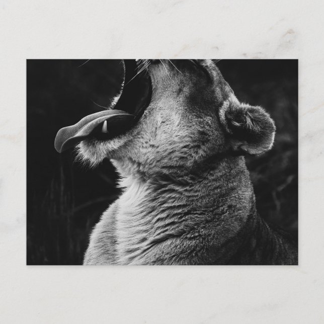 yawning lion postcard (Front)
