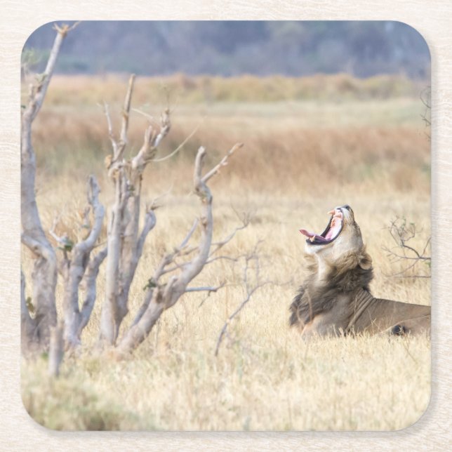 Yawning lion square paper coaster (Front)