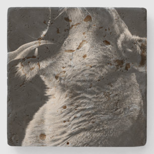 yawning lion stone coaster