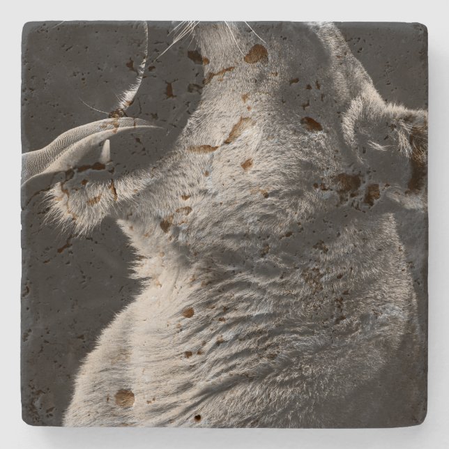 yawning lion stone coaster (Front)