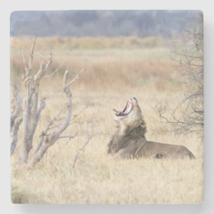 Yawning lion stone coaster