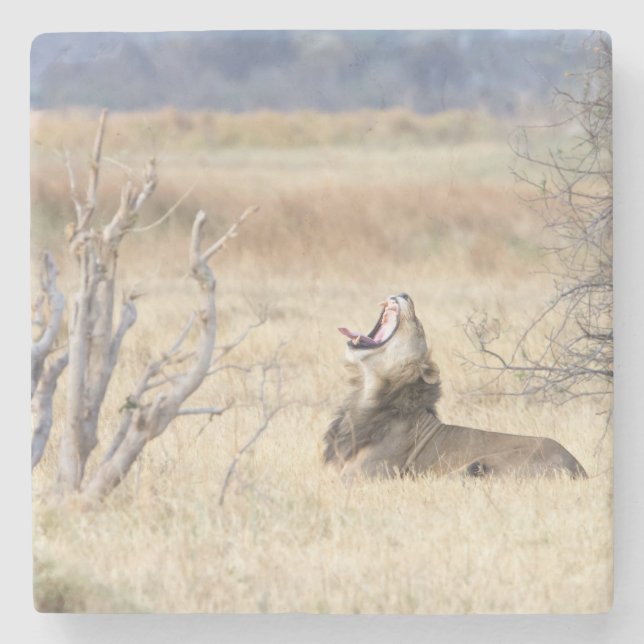 Yawning lion stone coaster (Front)