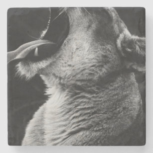 yawning lion stone coaster