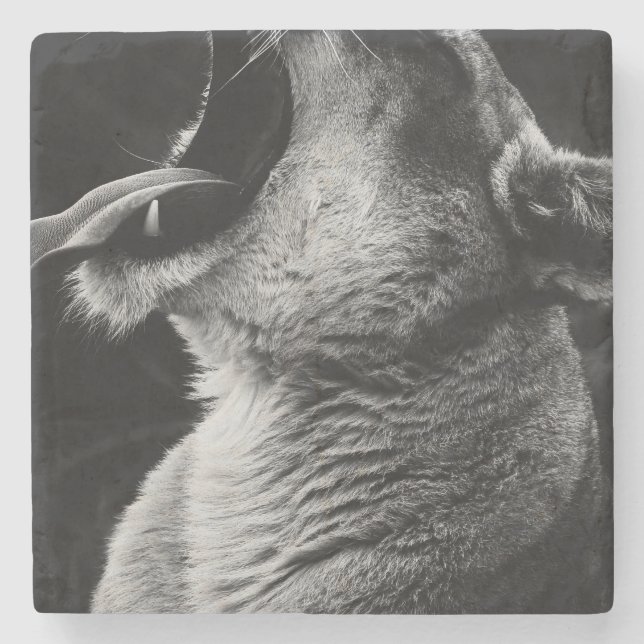 yawning lion stone coaster (Front)