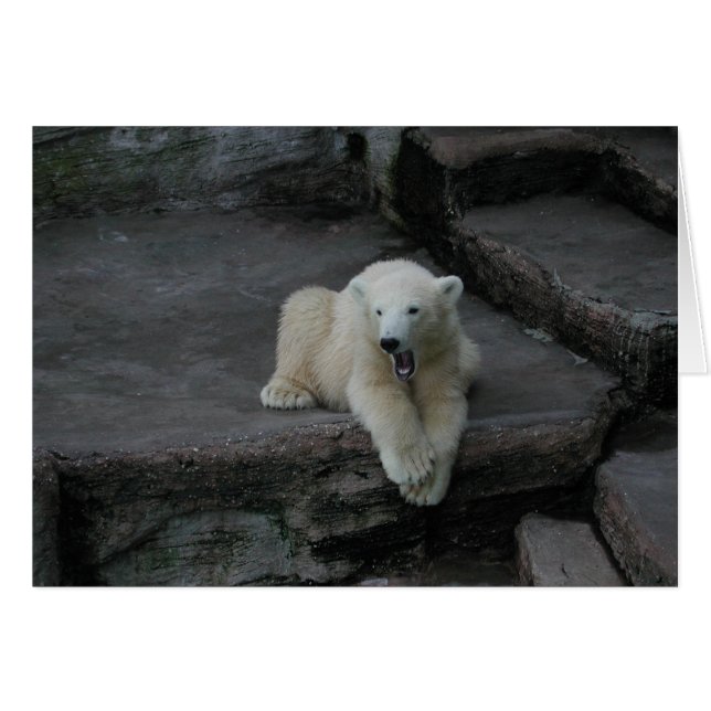 Yawning Polar bear cub (Front Horizontal)