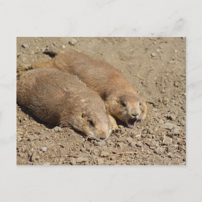 Yawning Prairie Dog Postcard (Front)