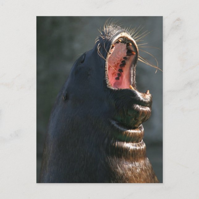 Yawning seal postcard (Front)