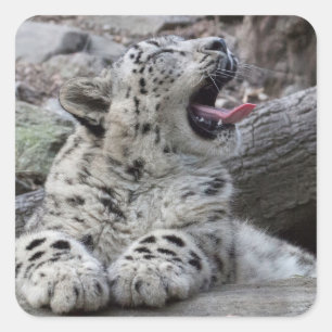 Yawning Snow Leopard Cub Square Sticker