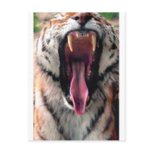 Yawning tiger 2