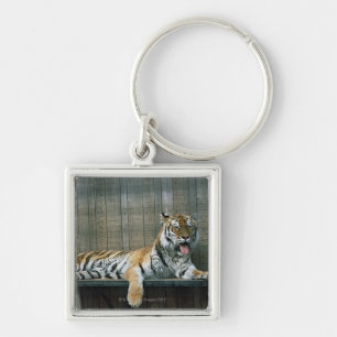 Yawning tiger in cage at zoo key ring