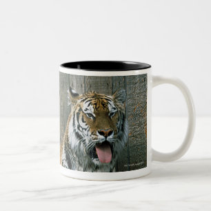 Yawning tiger in cage at zoo Two-Tone coffee mug