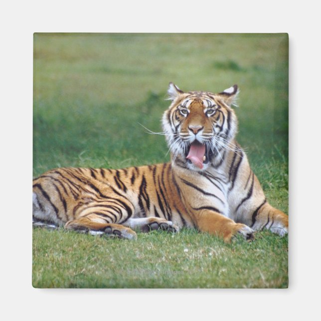 Yawning Tiger Magnet (Front)