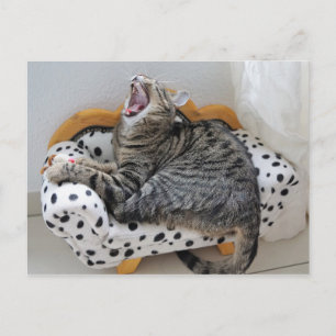 Yawning Tired Kitty Cat Cute Fun Postcard