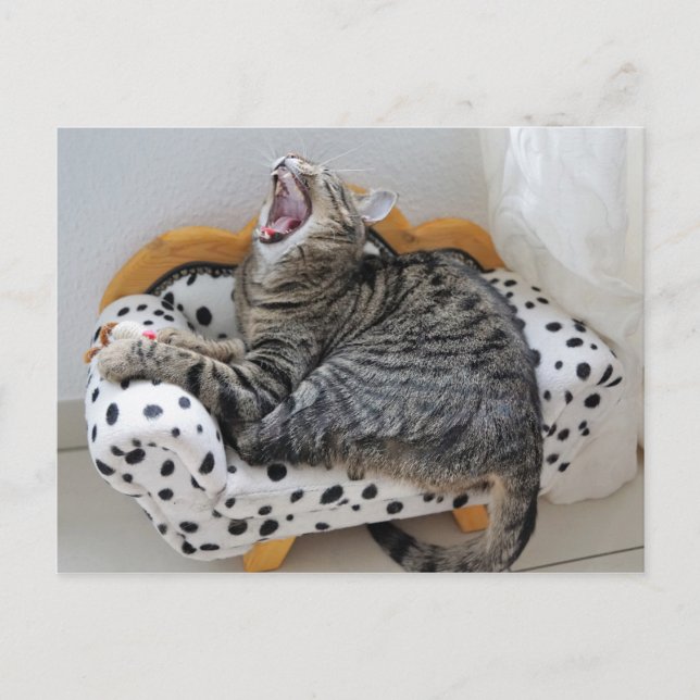 Yawning Tired Kitty Cat Cute Fun Postcard (Front)
