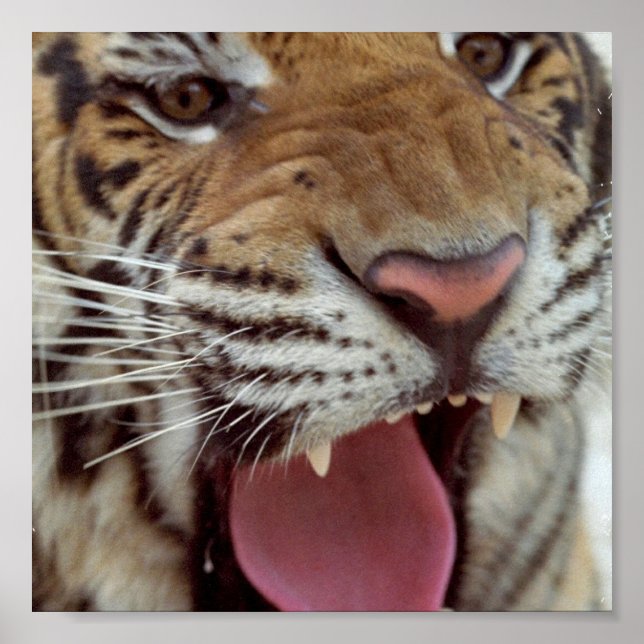 Year of Tiger Poster Print (Front)