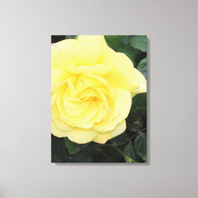 Yello Rose Canvas Print (Front)