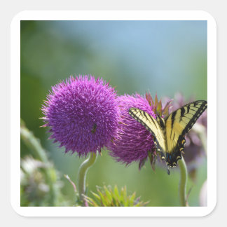 Yello Swallow Tail Butterfly Square Sticker