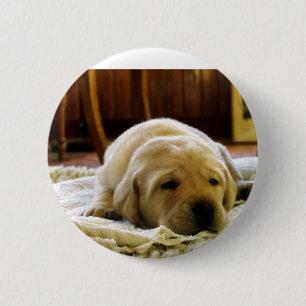 yellow 2 lab puppy 6 cm round badge