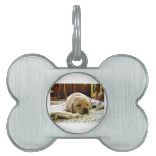 yellow 2 lab puppy pet ID tag