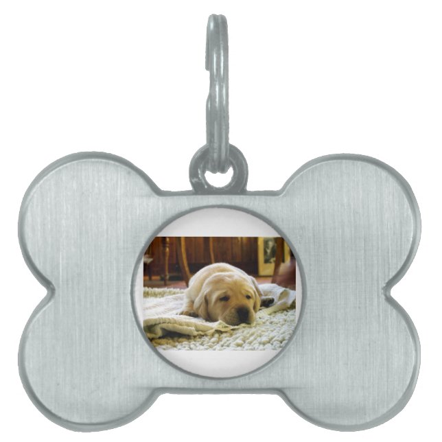 yellow 2 lab puppy pet ID tag (Front)