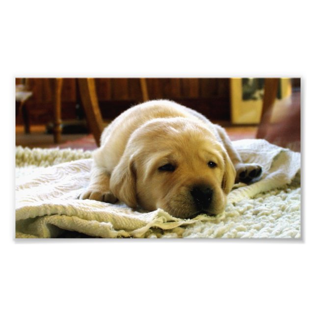 yellow 2 lab puppy photo print (Front)