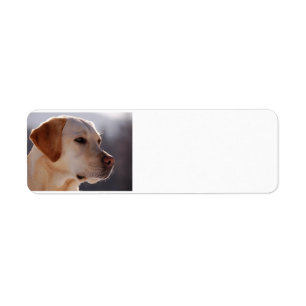 yellow 3 Labrador_Retriever.png Return Address Label