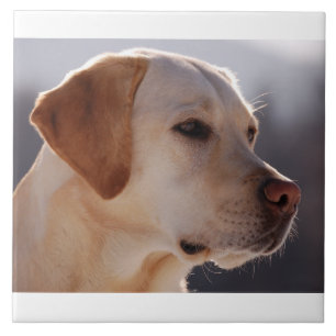 yellow 3 Labrador_Retriever.png Tile