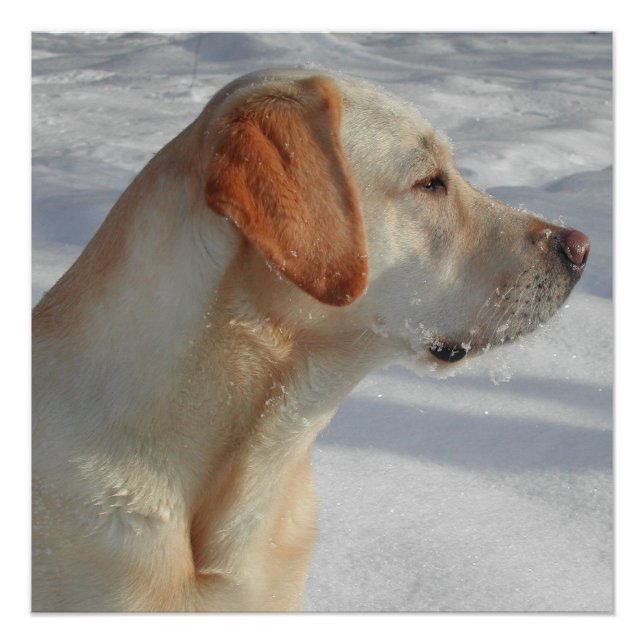 yellow 4 lab poster (Front)