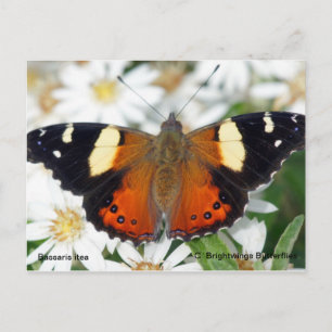 Yellow Admiral butterfly Postcard
