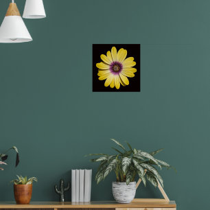 Yellow African Daisy on Black Floral Poster