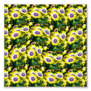 Yellow African daisy pattern Photo Print