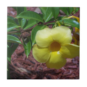 Yellow Alamanda flower Ceramic Tile