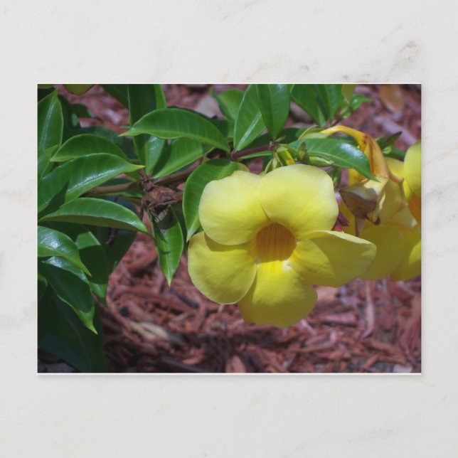 Yellow Alamanda flower Postcard (Front)