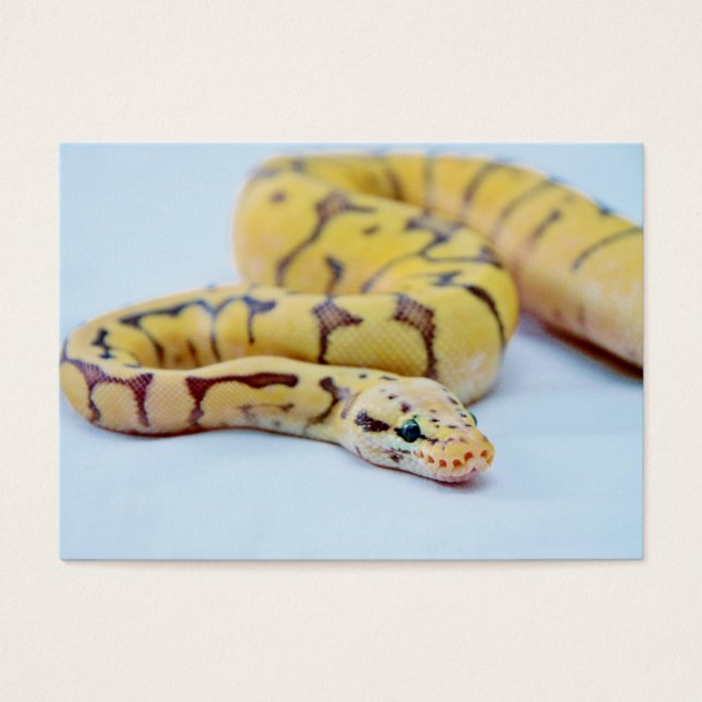 Yellow and Black Ball Python 2 (Front)