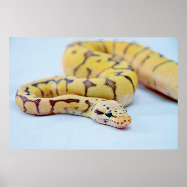 Yellow and Black Ball Python 2 Poster (Front)