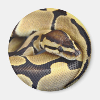 Yellow and Black Ball Python 3 Magnet