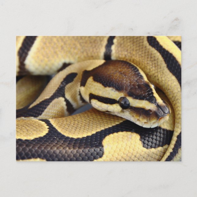 Yellow and Black Ball Python 3 Postcard (Front)