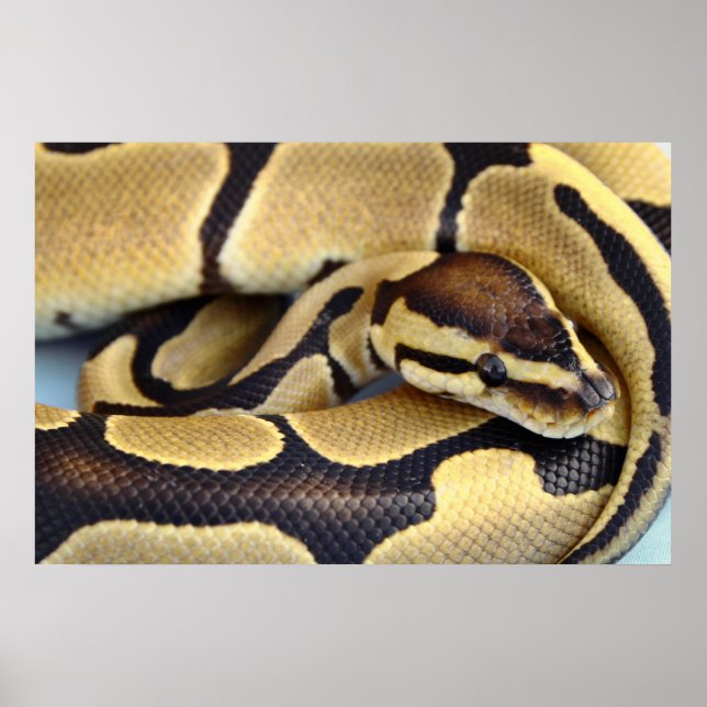 Yellow and Black Ball Python 3 Poster (Front)