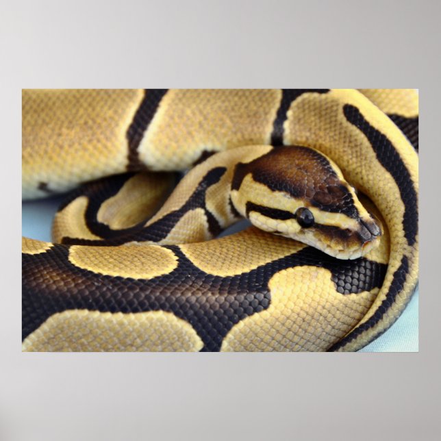 Yellow and Black Ball Python 3 Poster (Front)