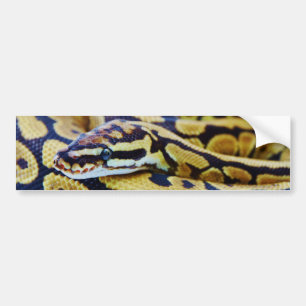 Yellow and Black Ball Python Resting Bumper Sticker