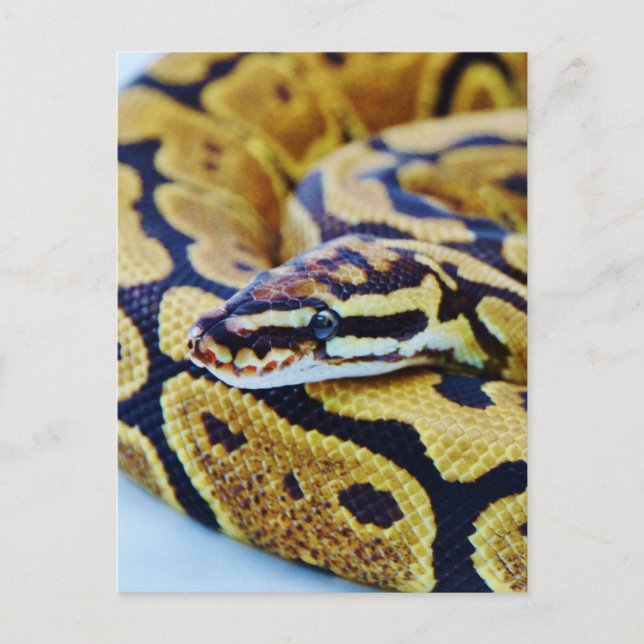 Yellow and Black Ball Python Resting Postcard (Front)