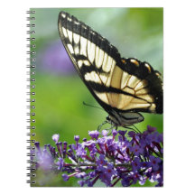 Yellow and Black Butterfly on Lavender