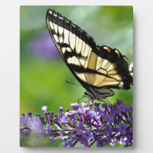 Yellow and Black Butterfly on Lavender