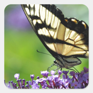 Yellow and Black Butterfly on Lavender Square Sticker