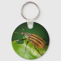 Yellow and black striped weevils bettle