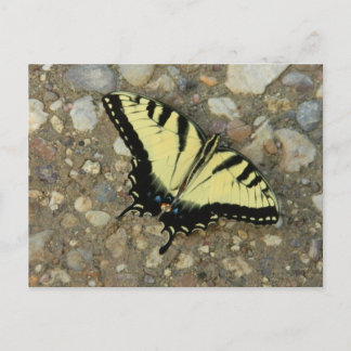 Yellow and Black Swallowtail Postcard