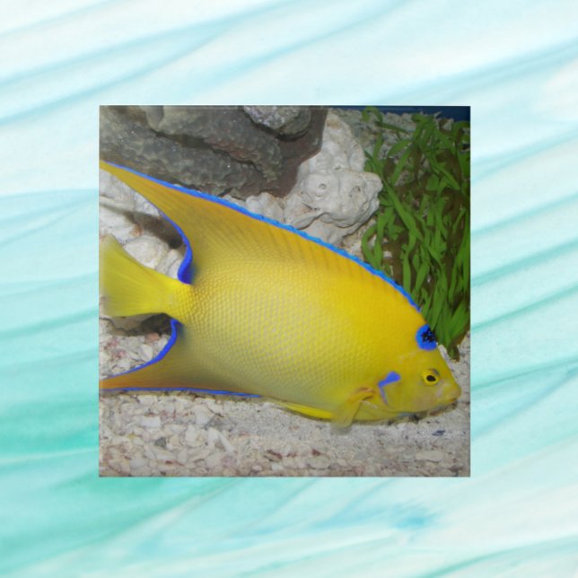 Yellow and Blue Queen Angelfish Tile (In Situ)