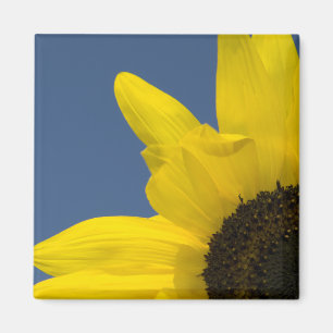 Yellow and Blue Sunflower Corner Magnet